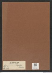 Pseudoeunotia ? depressa Schum. (de-Toni-Nr.: Genus 105, Species 3252) Zeichnungen Sammlung Grunow Mappe 03488 (Herbarium_W_Grunow_drawings_Folder_03488)